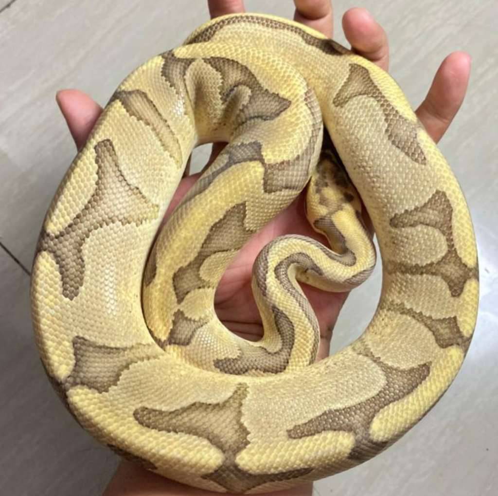 proven-fire-enchi-blade-rs-het-clown-8SKZ6HRSDK