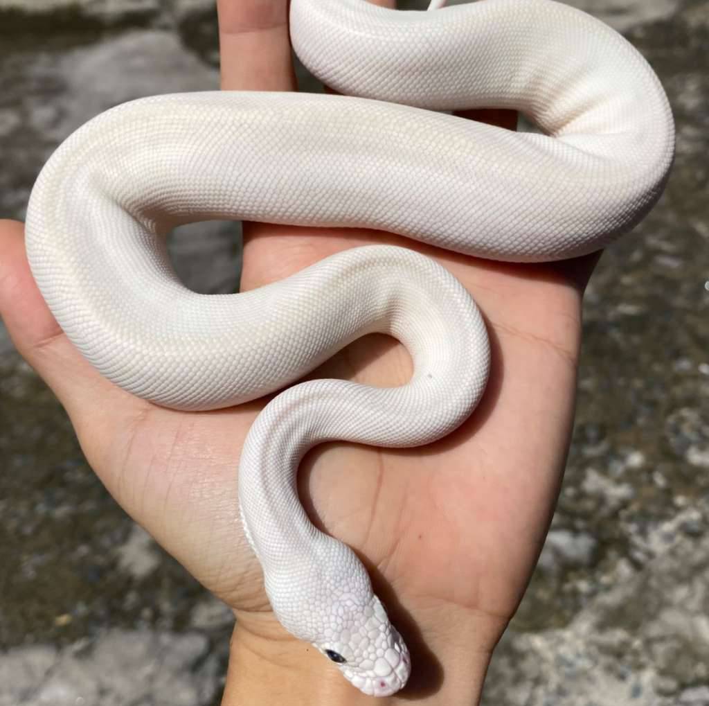 blue-eyed-leucistic-butbut-9GGIKUUPXK