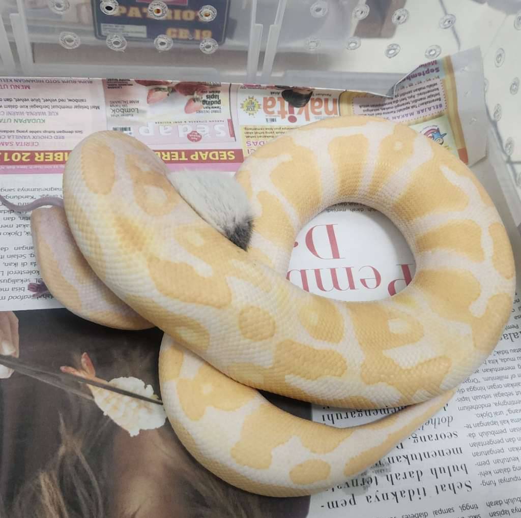 lavender-het-pied-66-clown-2ZFLF848WZ