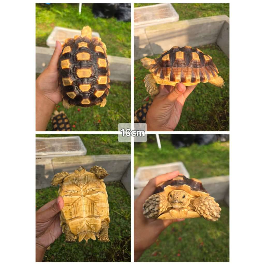 sulcata-16cm-sehat-mulus-aktif--rakus-1QDEDZ5CTF