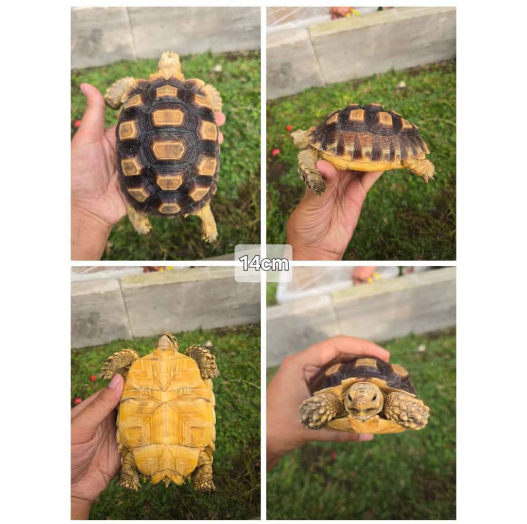 sulcata-14cm-sehat-mulus-aktif--rakus-X10X06LDG5