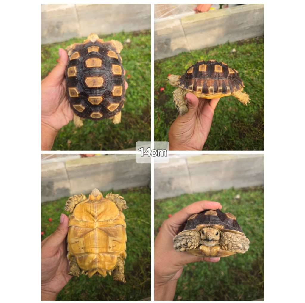 sulcata-14cm-sehat-mulus-aktif--rakus-7OH8WF8859