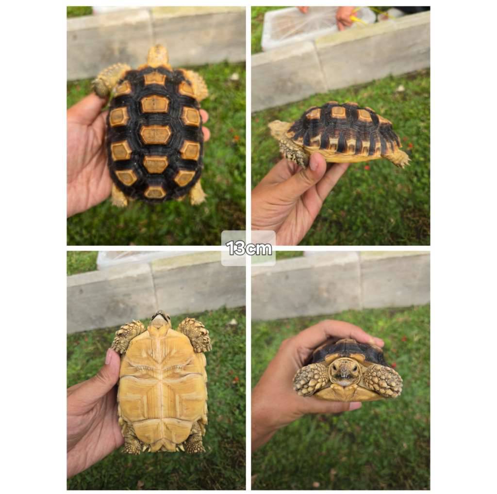 sulcata-13cm-sehat-mulus-aktif--rakus-0MVGSP5NVP