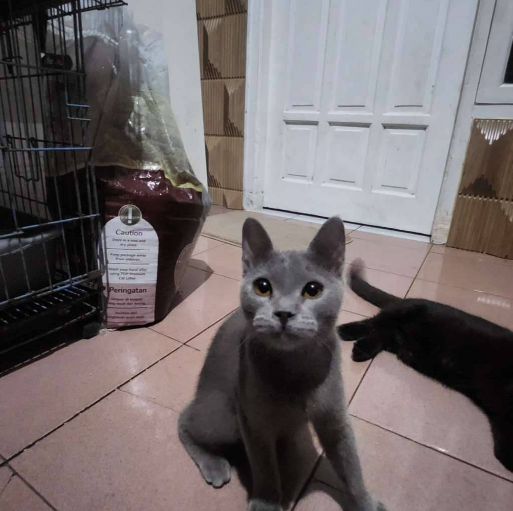 kucing-bsh-mix-ZHDX7EPKXN