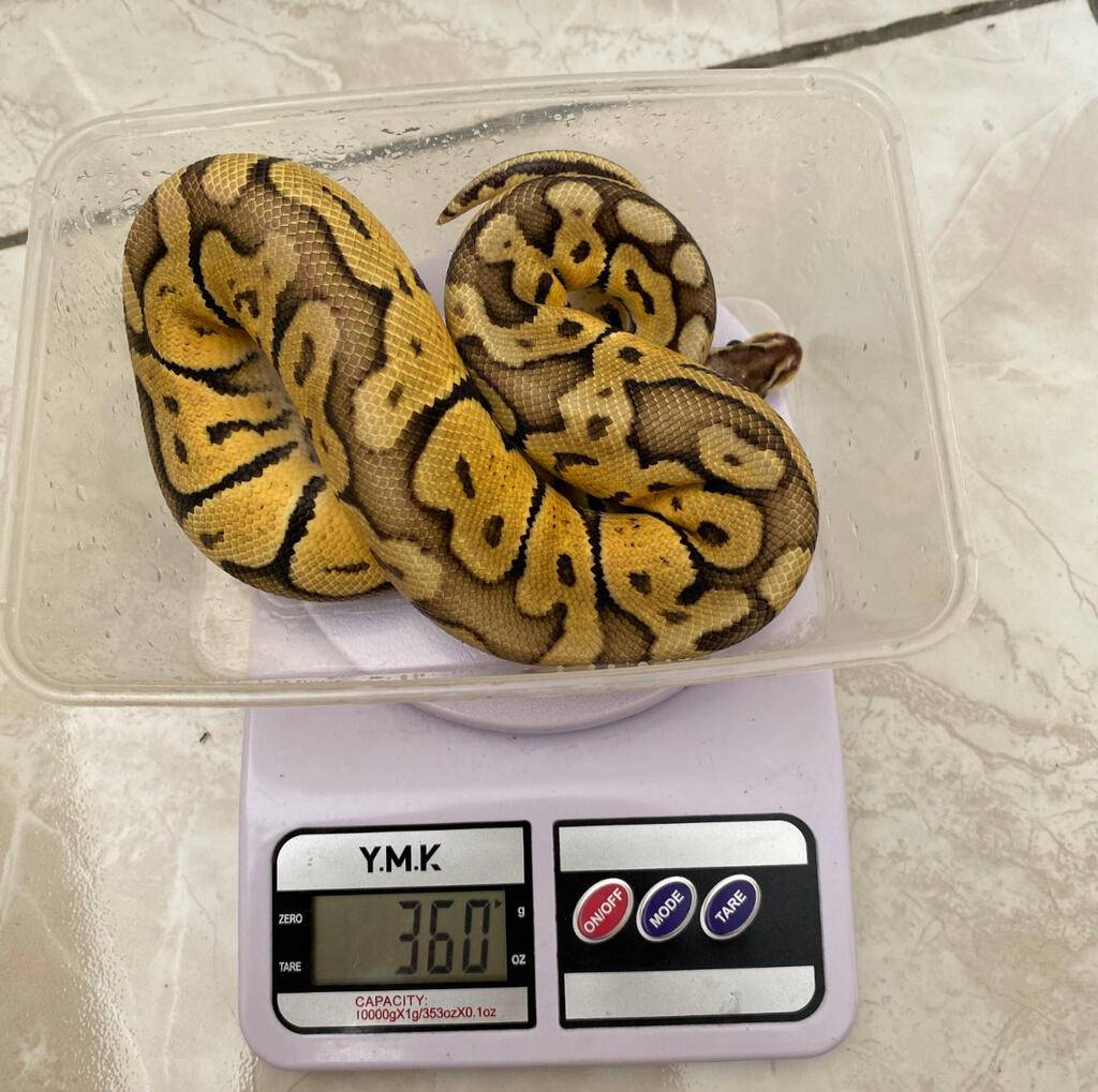 super-pastel-male-ball-python-MUEVZULD3B