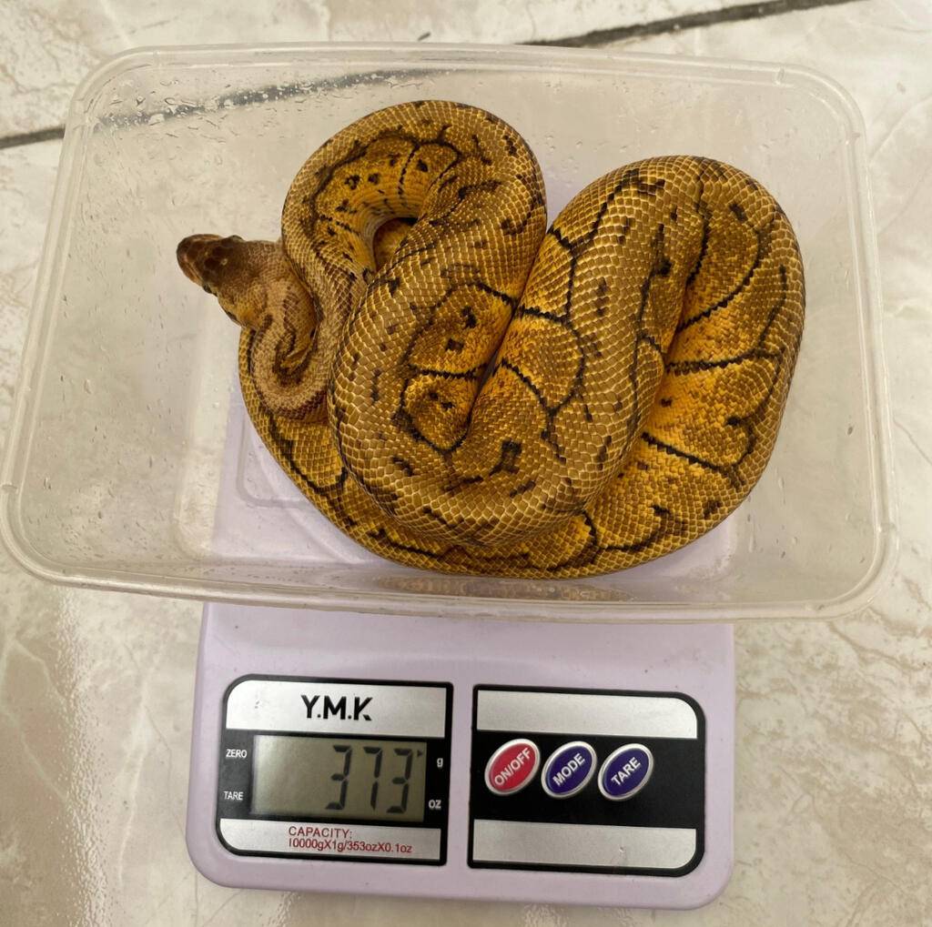 lemon-blast-ph-specter-male-ball-python-6XRQCWV0AG