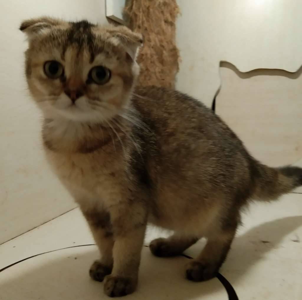british-shorthair-x-scottish-fold-double-fold-82STW1LYEM
