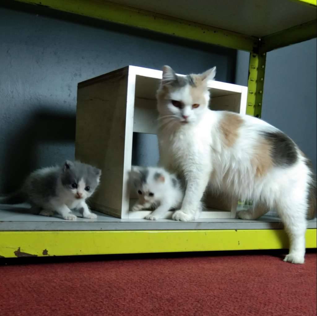 mix-brittish-shorthair-XC0QB102SV