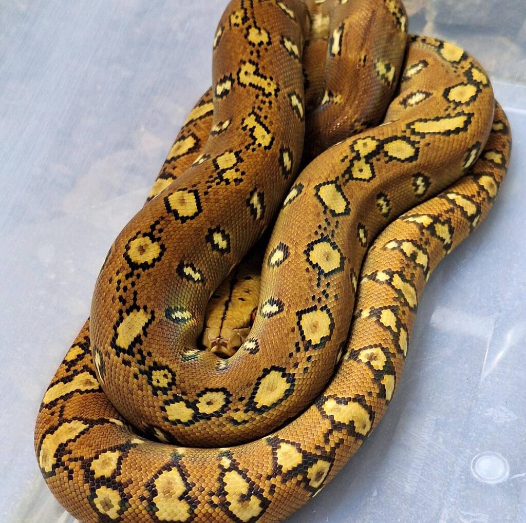 retic-phantom-tribal-female-IRWPYBH1DO