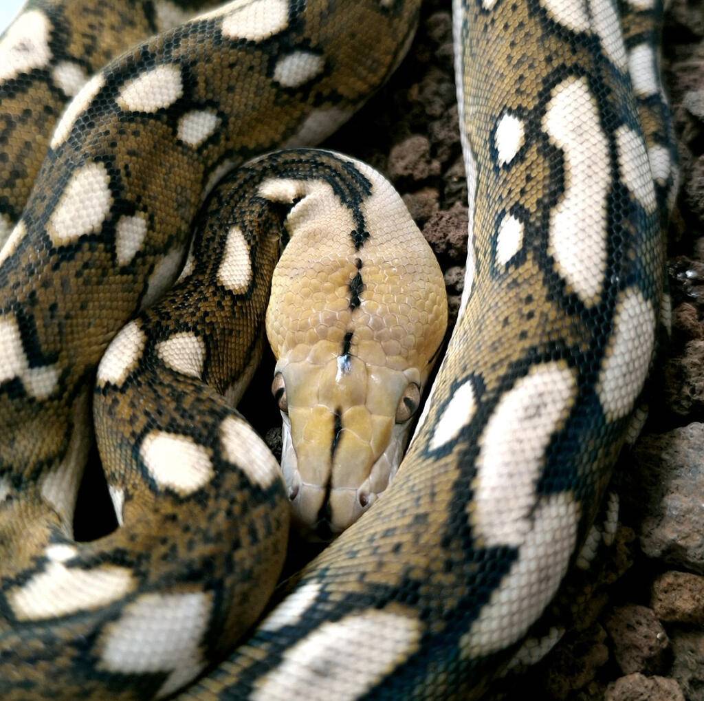 retic-tiger-motley-female-Z84BX4EEKI