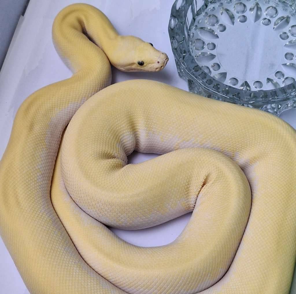 burmese-python-ivory-female-R5S7YEOOBJ