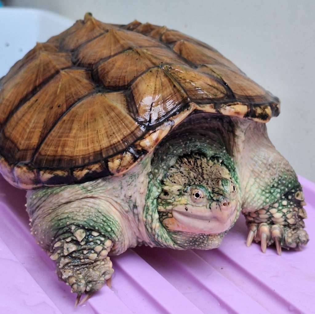 common-snapping-turtle-unsex-GJCXGH0XUH