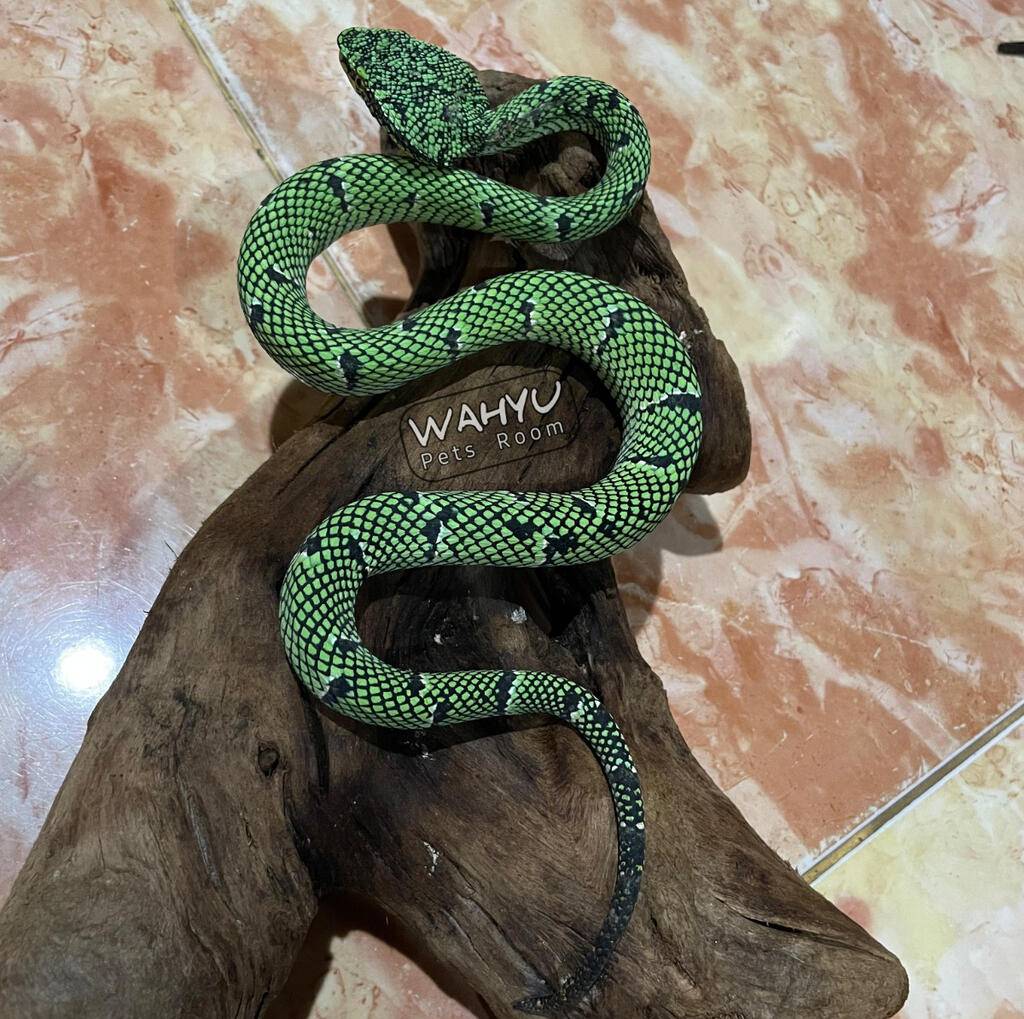 tropidolaemus-wagleri-black-banded-X95YG79FS7