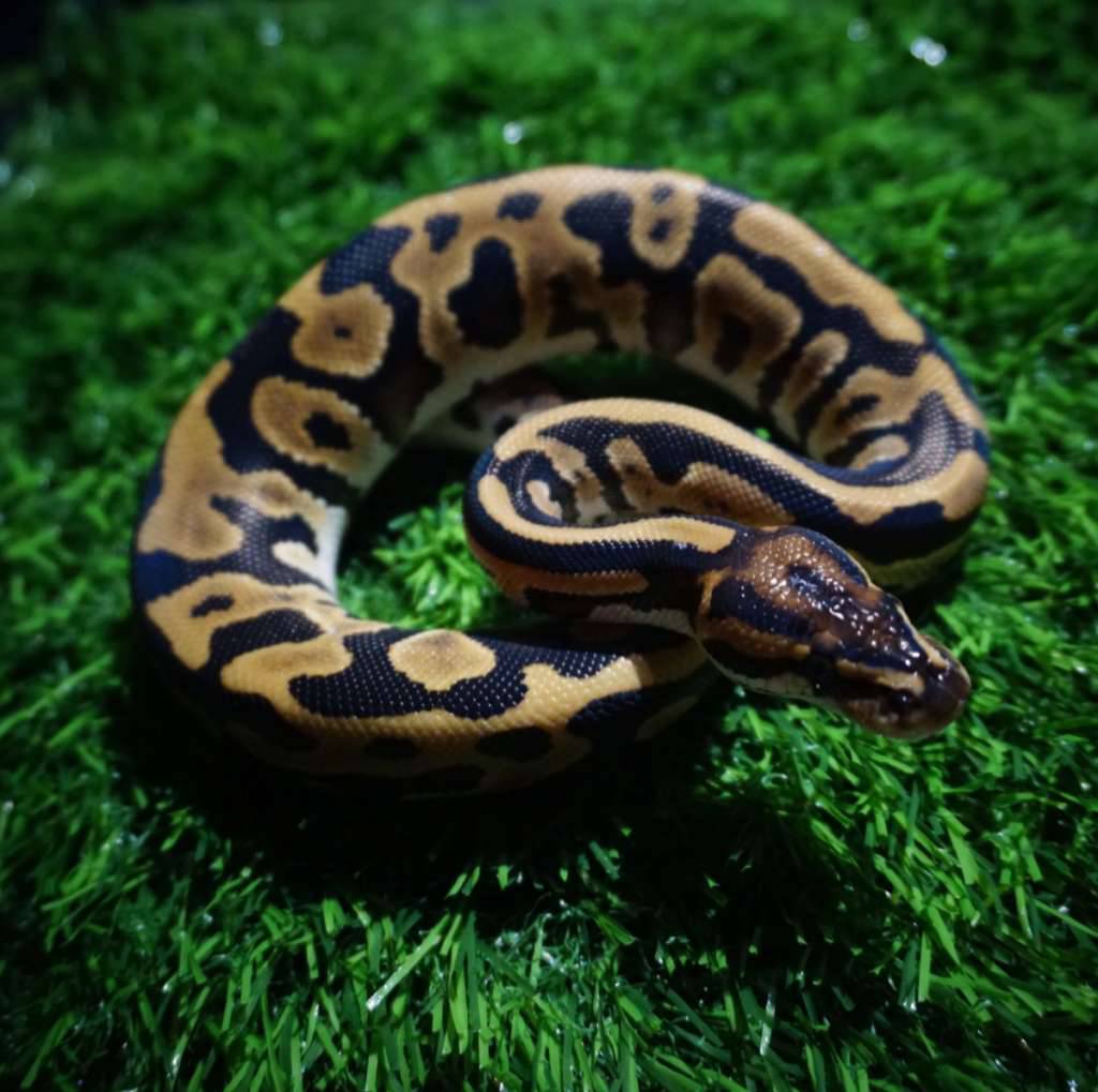 ball-python-leopard-9F7A9248DE