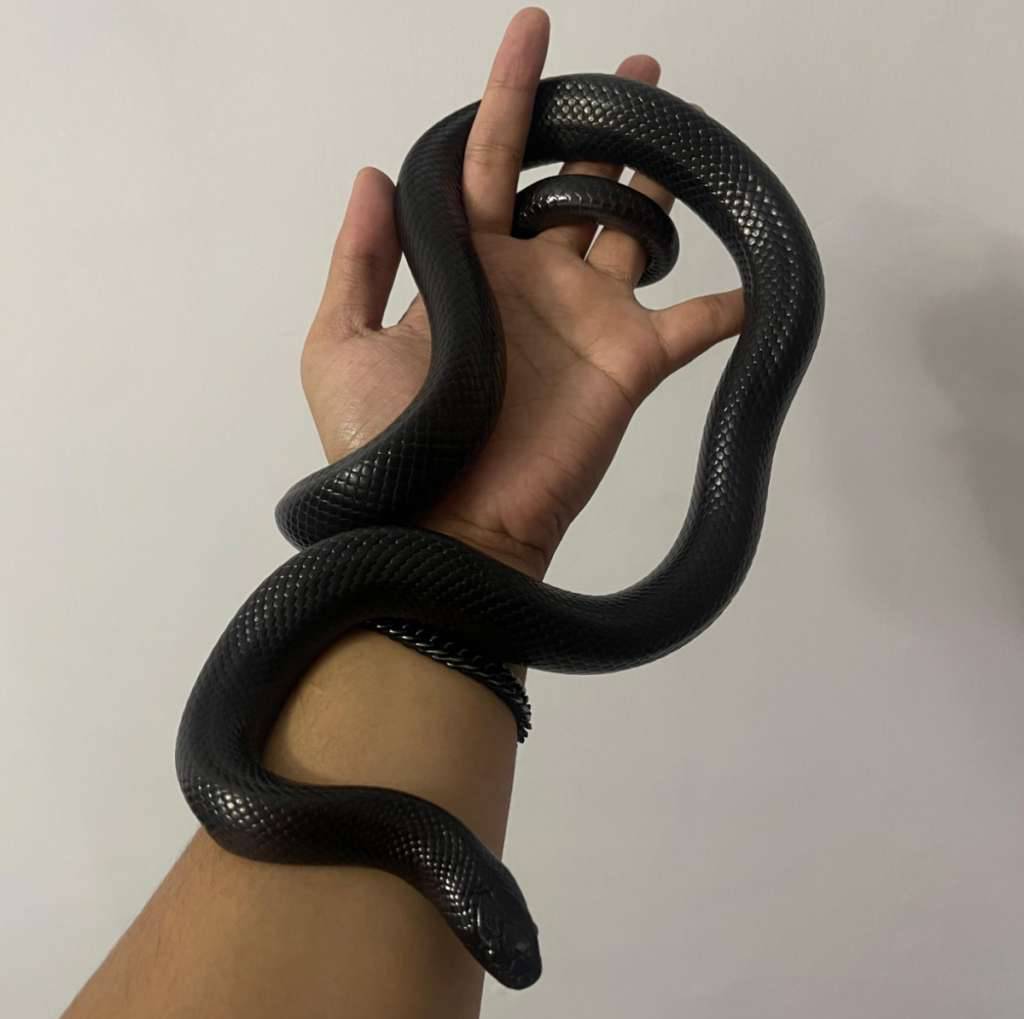 mexican-black-kingsnake-fullblack-YUUGNZ6W3P