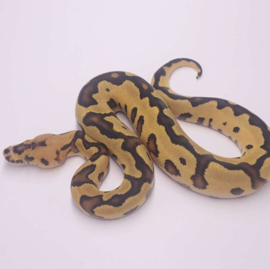 fire-leopard-clown-6ZAD2T6KFI