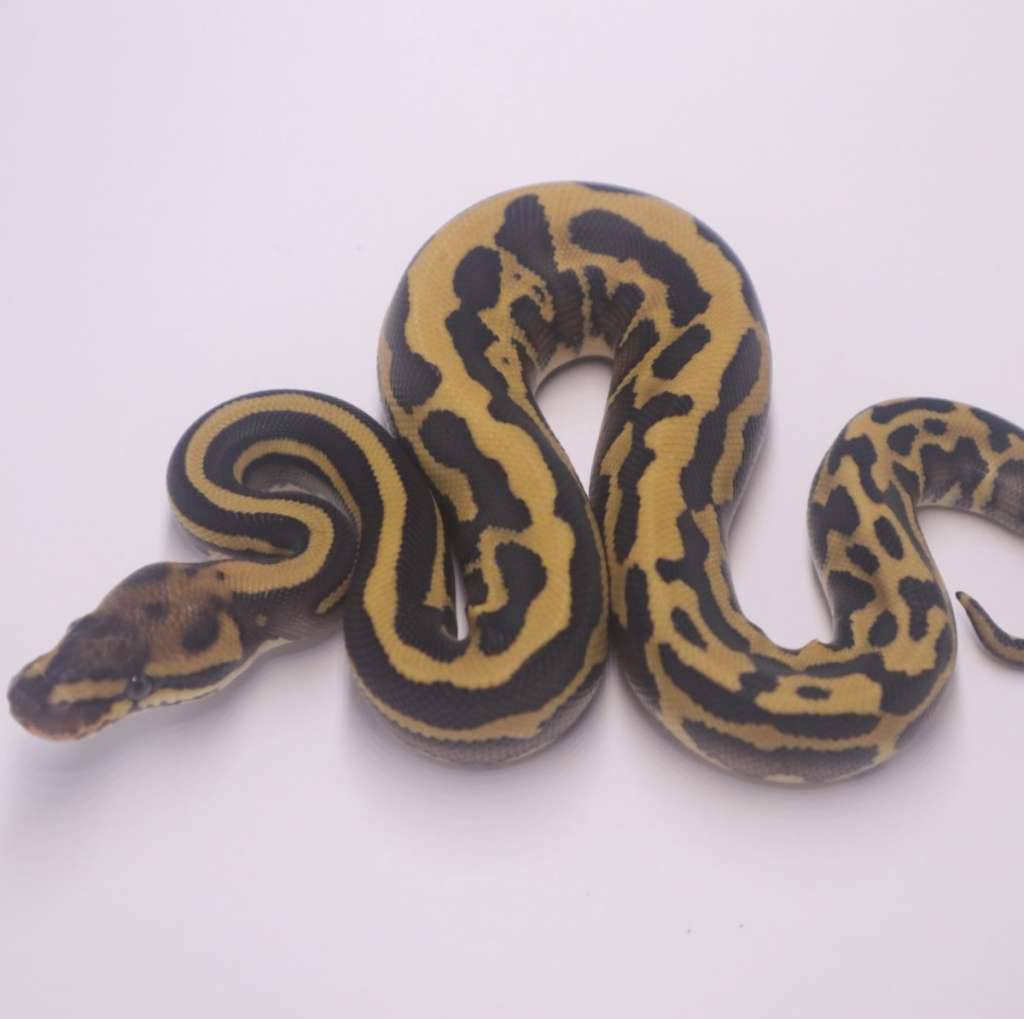 leopard-fire-lesser-confusion-poss-het-clown-USFCZVDIZ0