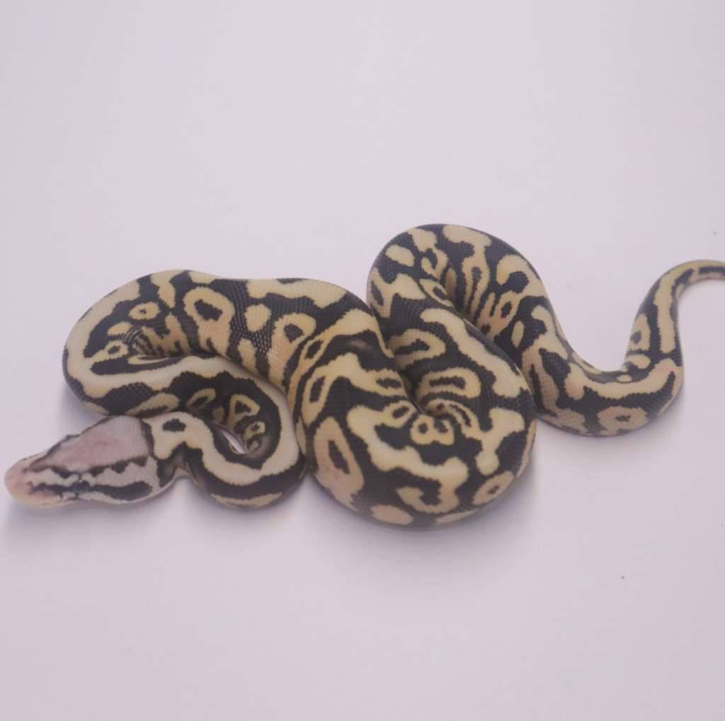 firefly-spotnose-desert-ghost-poss-het-axanthic-2Q76WGPG4L