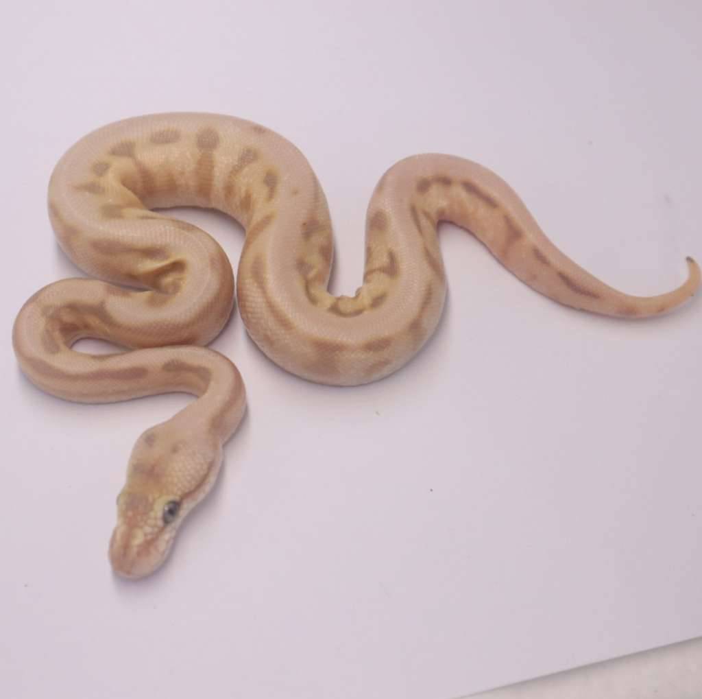chocolate-lesser-spider-pastel-leopard-het-hypo-60XVVPNWC7