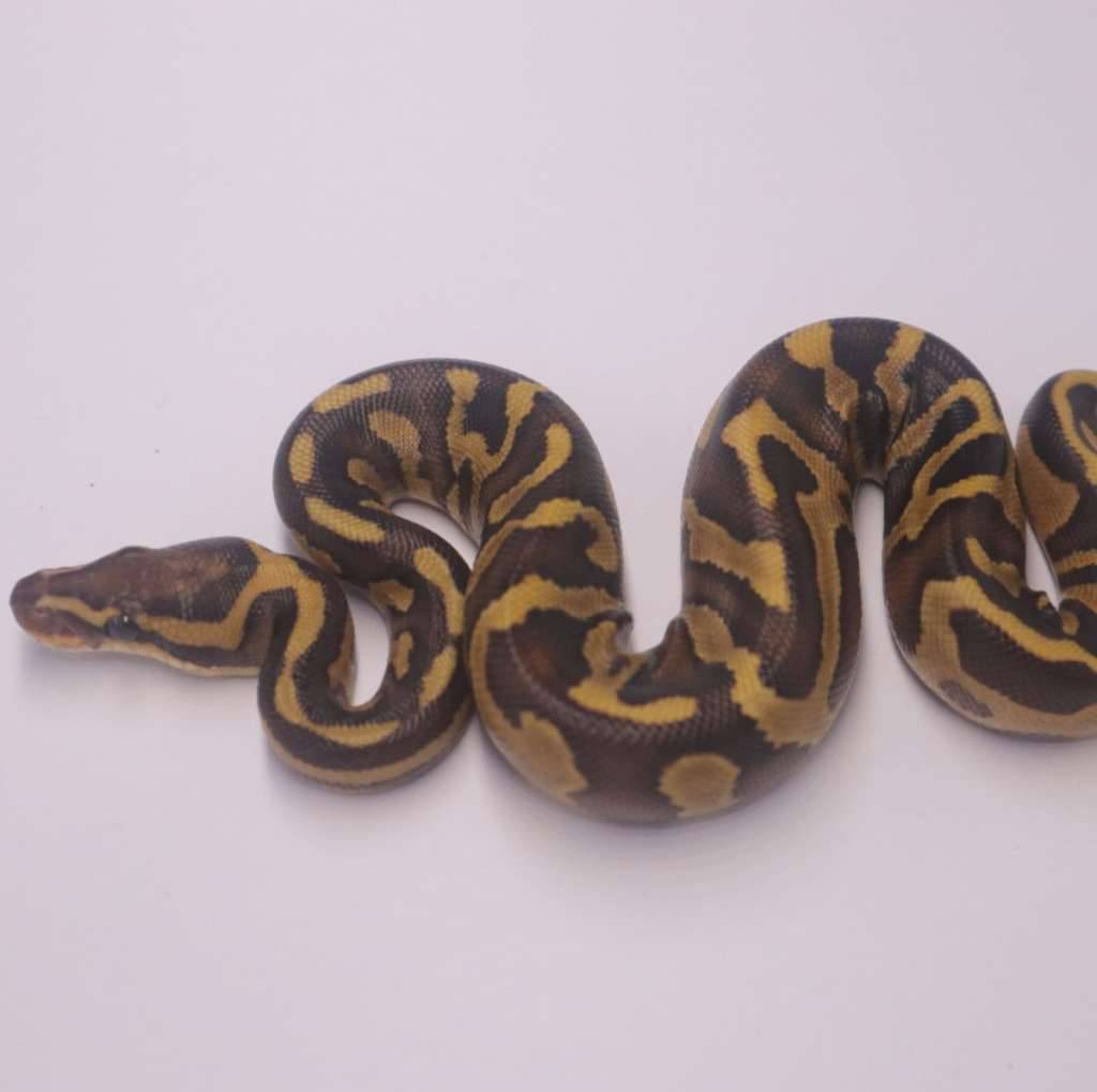 chocolate-leopard-lesser-enchi-het-hypo-7OQVRVZDQS