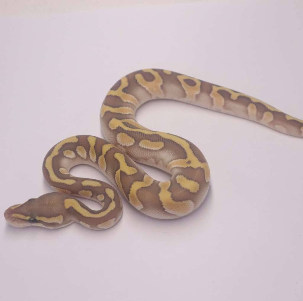 lesser-enchi-chocolate-hypo-6GNRRGRJG6
