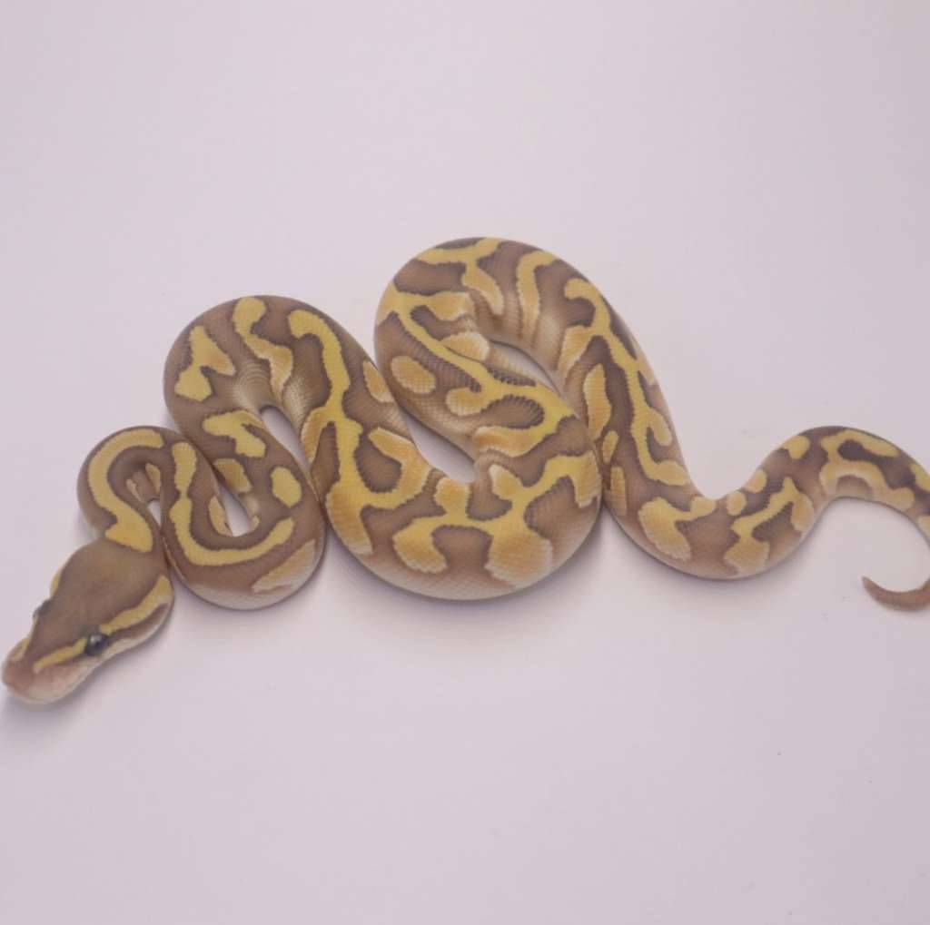 lesser-enchi-chocolate-hypo-955MUGOLNP