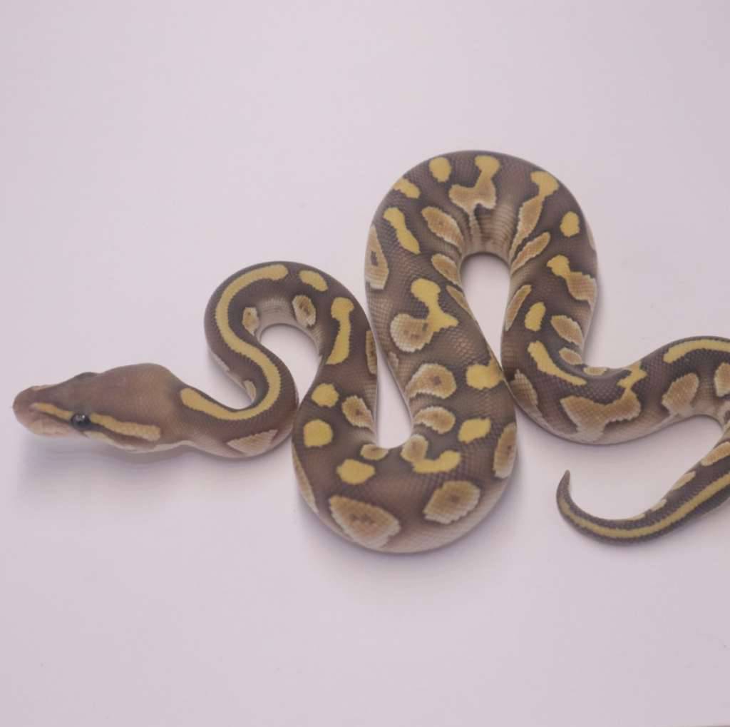 chocolate-lesser-hypo-I9HV2IGYME