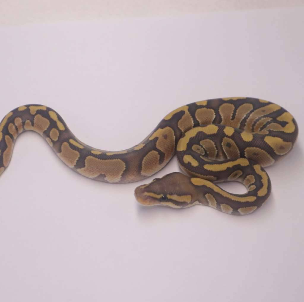 chocolate-enchi-hypo-D648SBY4OH