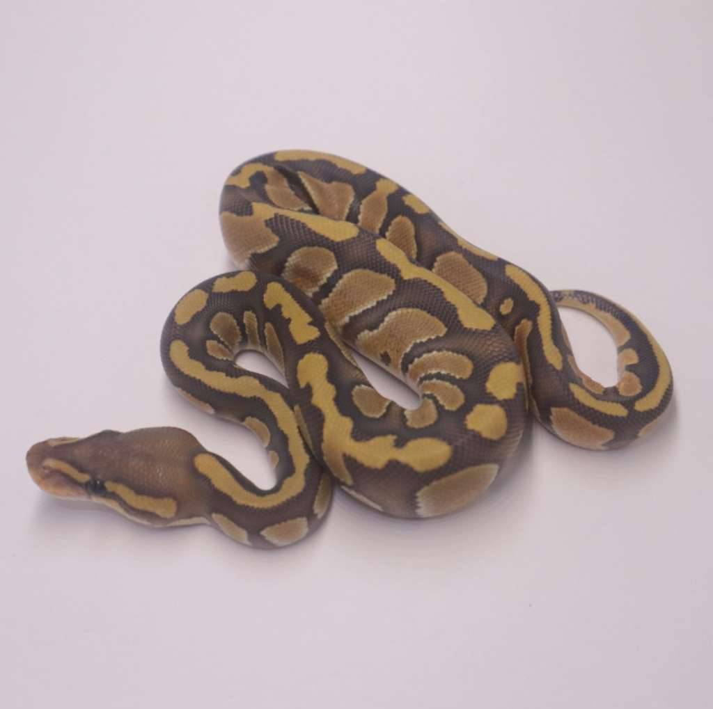 chocolate-enchi-hypo-XTCQU5C4WW