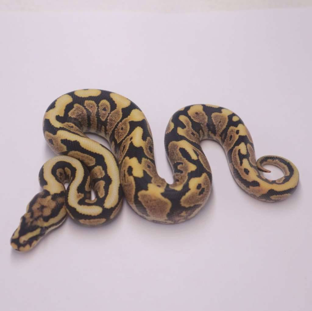 spotnose-yellowbelly-desert-ghost-poss-het-clown-1XIO9L03J3