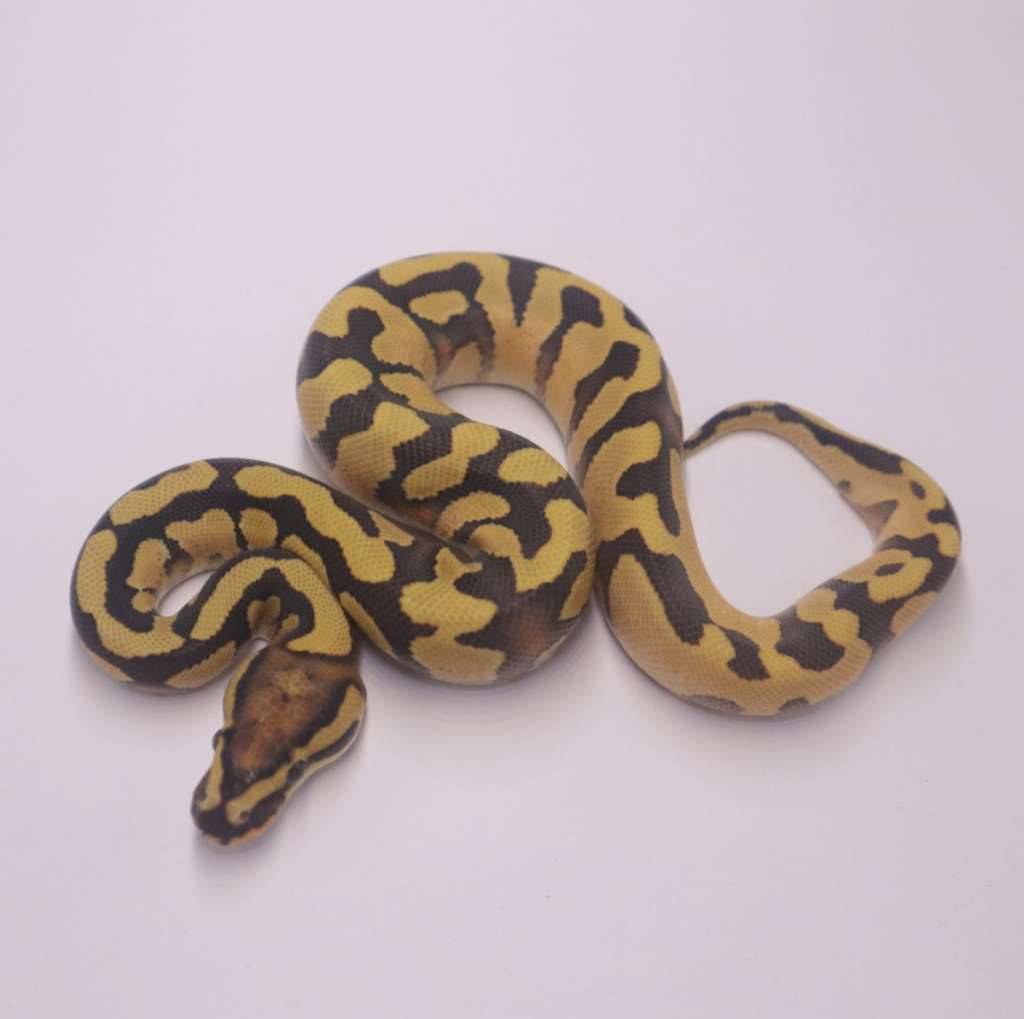 enchi-redstripe-desert-ghost-poss-het-clown-X7IK8F3GVS