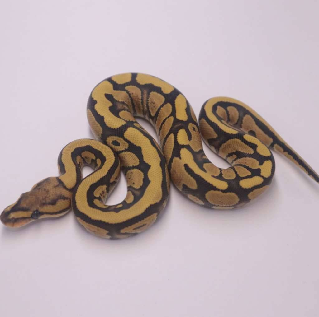 redstripe-desert-ghost-poss-het-clown-4C3PJ0ZGFL
