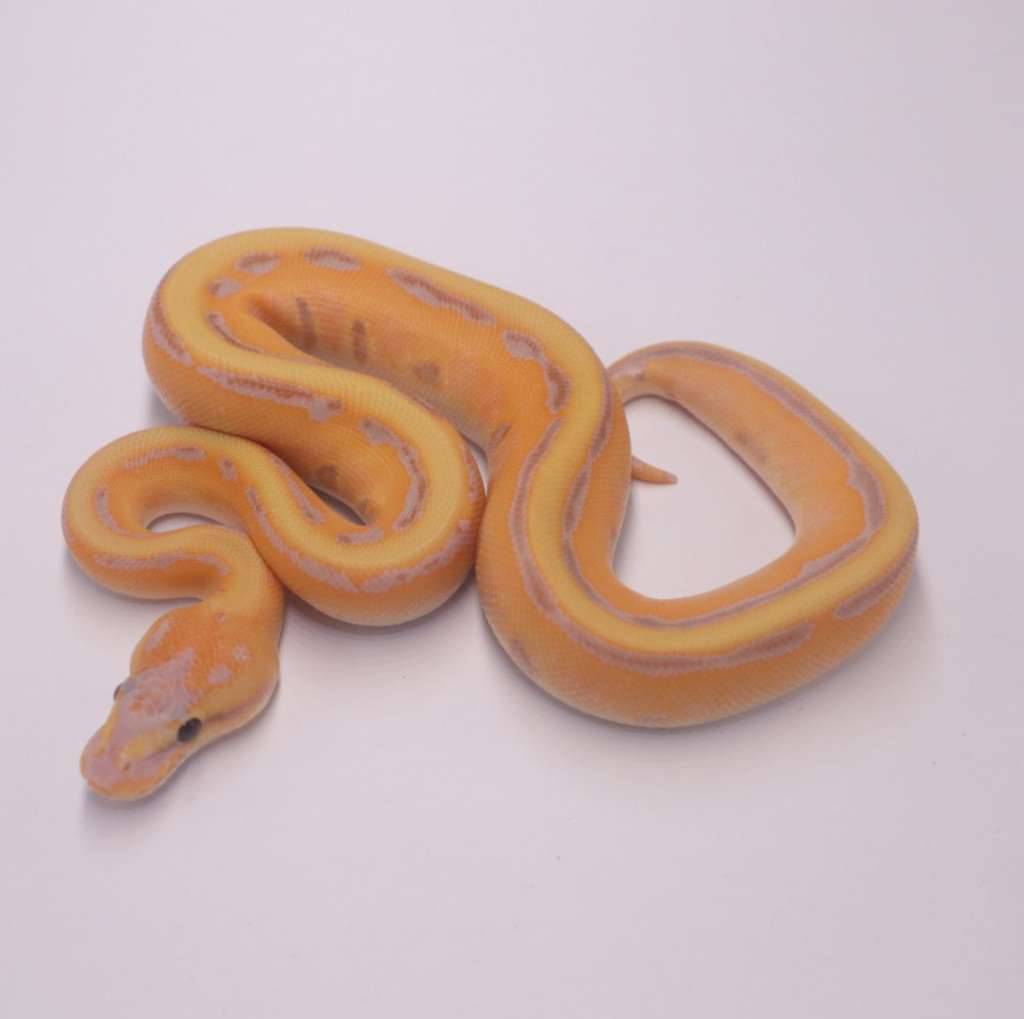 banana-enchi-orange-dream-genetic-stripe-WOJ9EKZ694