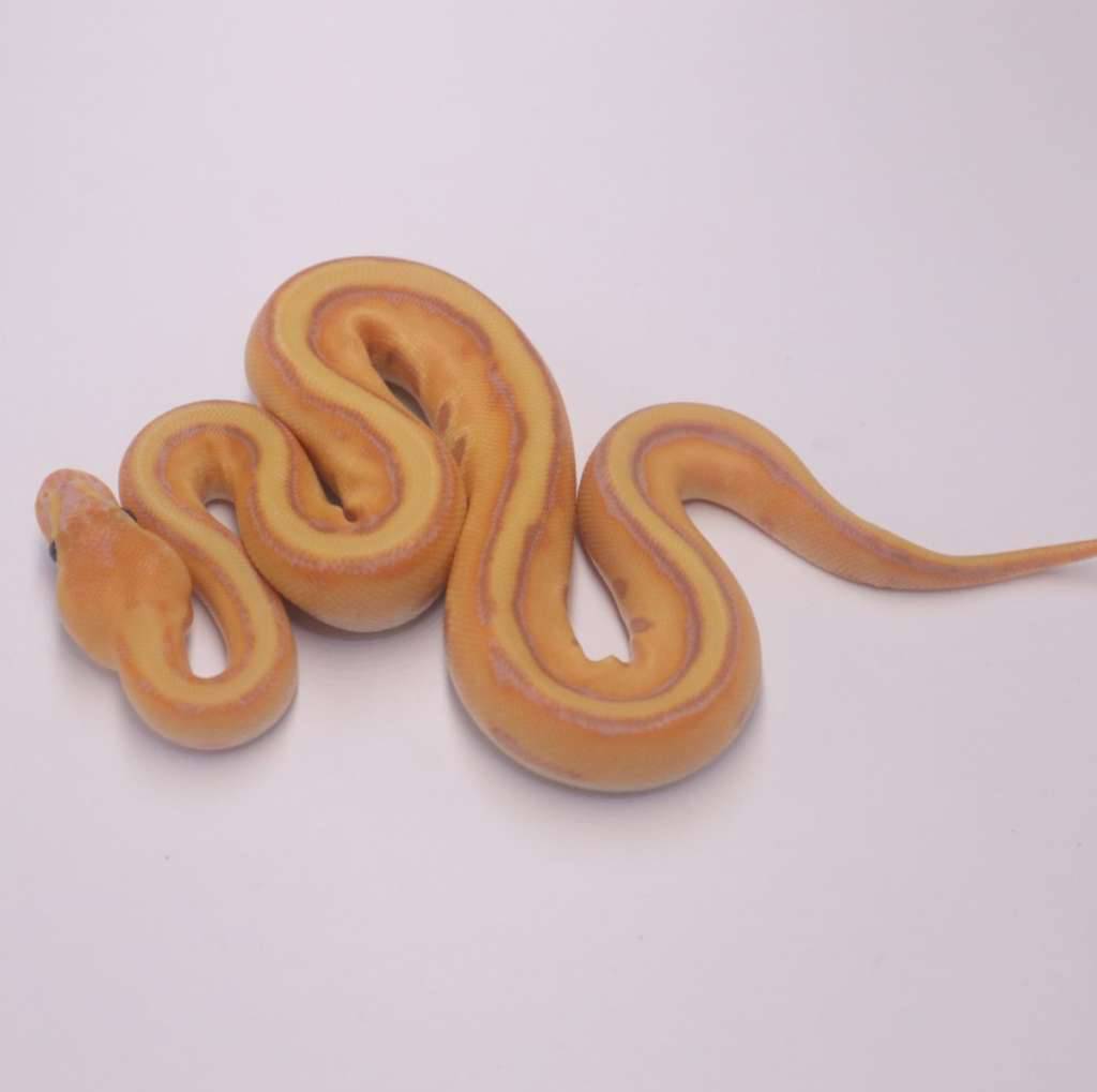 banana-orange-dream-genetic-stripe-MP7C6NCN2L