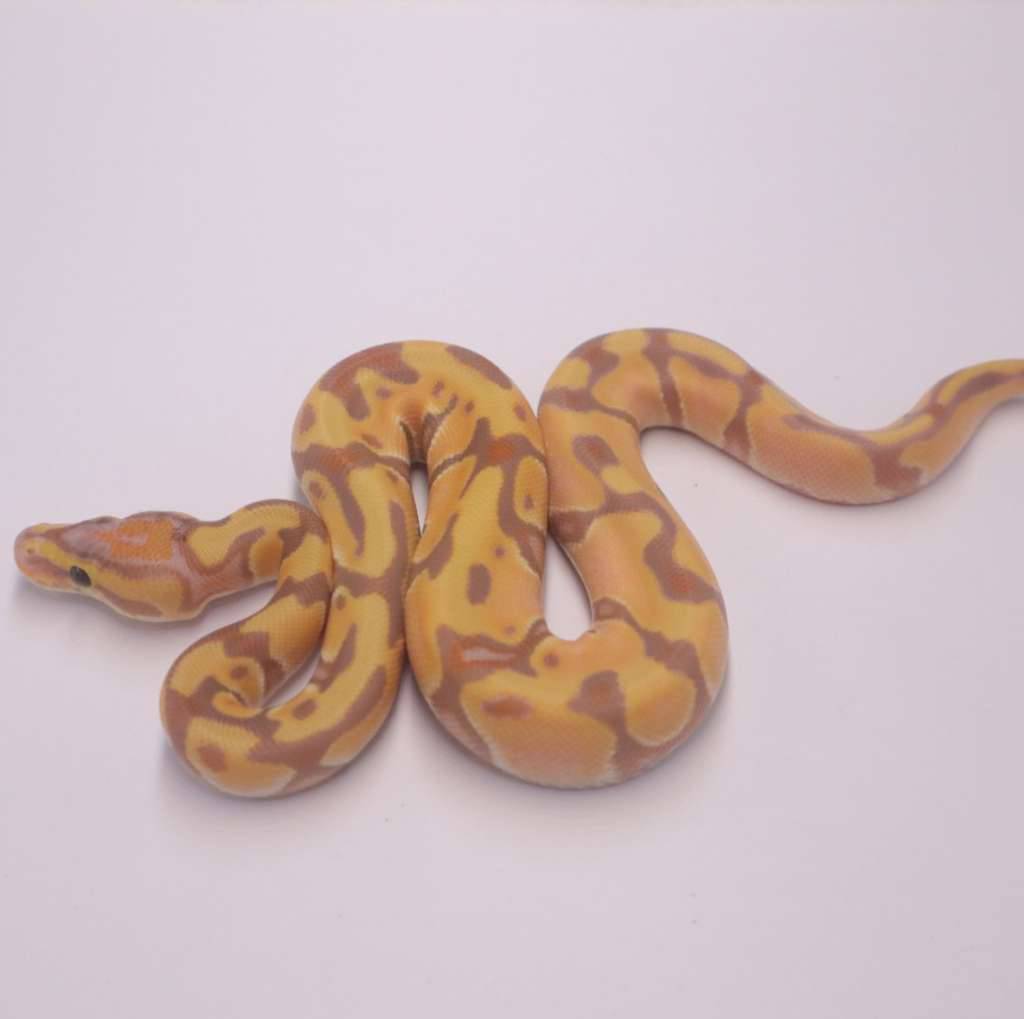 banana-enchi-orange-dream-het-genetic-stripe-D4DEDVMFQD