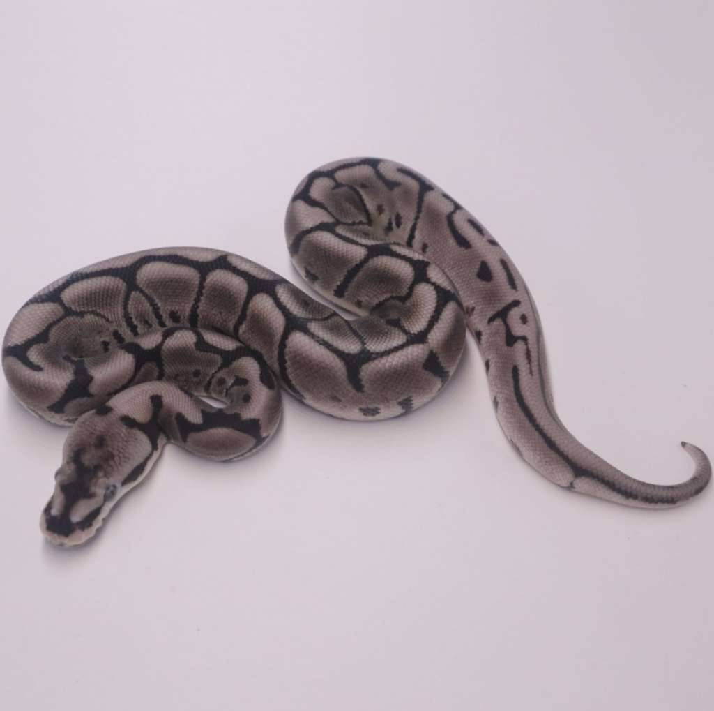 leopard-spider-axanthic-poss-het-pied-FTTHK5E9WJ