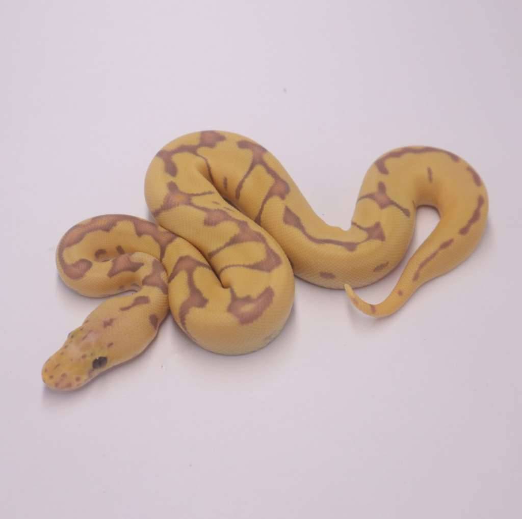banana-pastel-enchi-clown-WONJUSMFP4