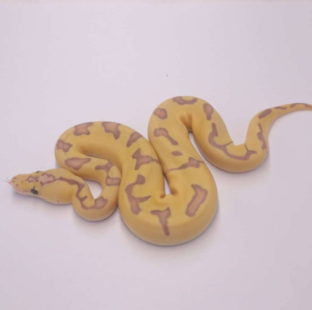 banana-pastel-enchi-clown-3XVKVI1LTF