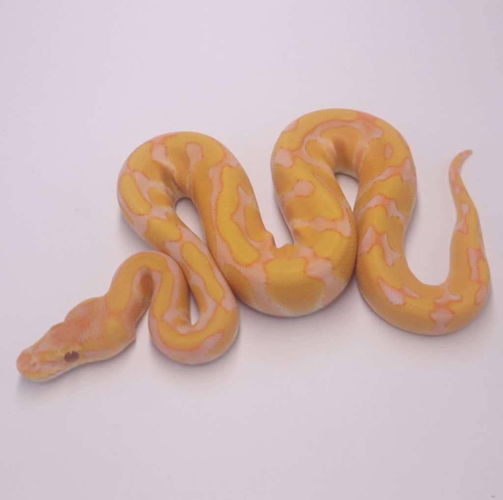 enchi-lavender-het-clown-JPL1BKXUVH