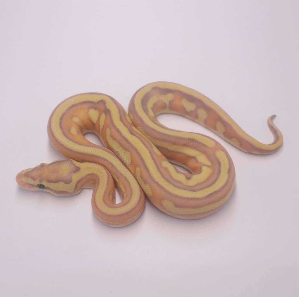 banana-lesser-tristripe-ED39DZSU7V