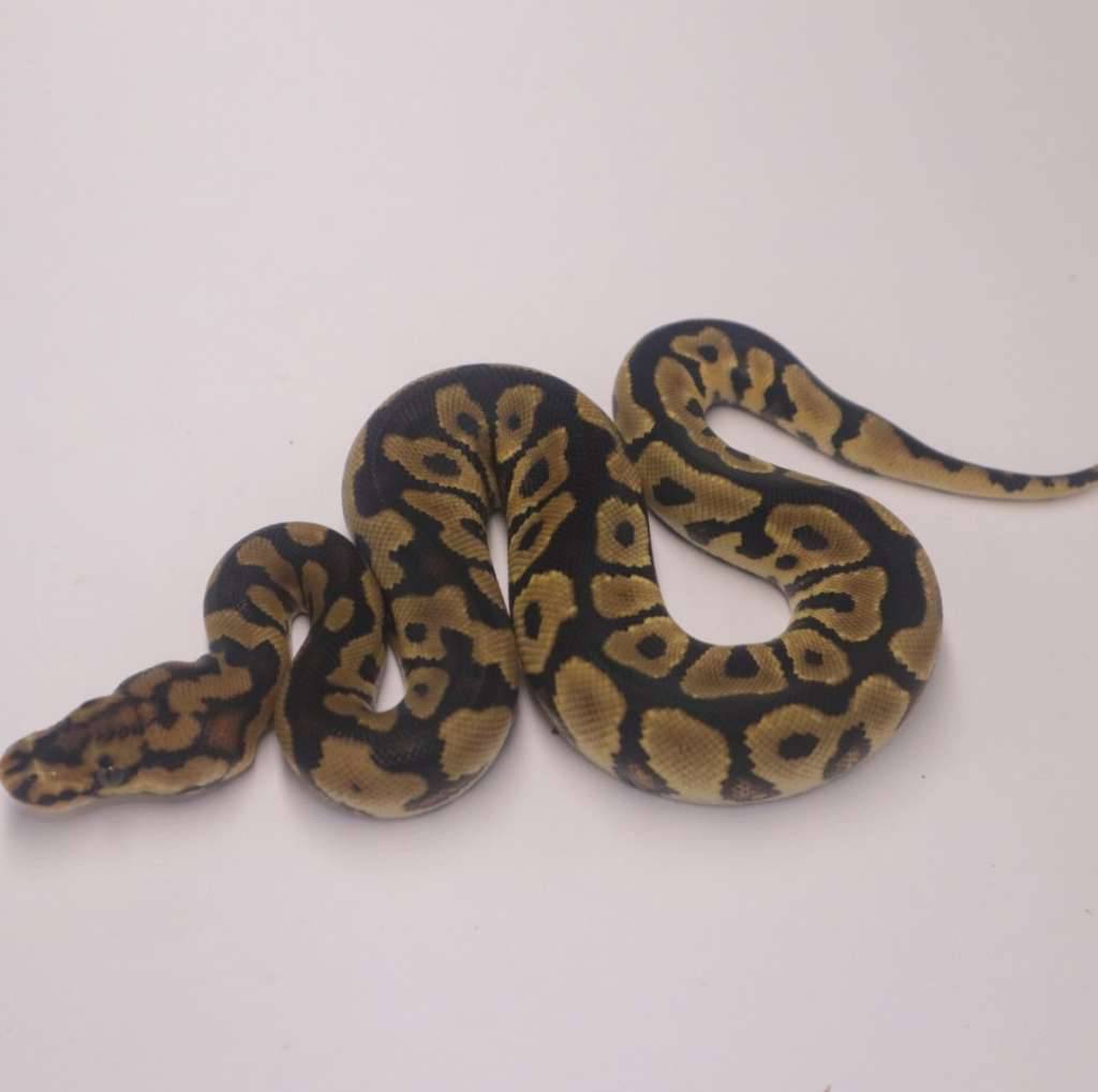 spotnose-yellowbelly-clown-SS8N3YUMAO