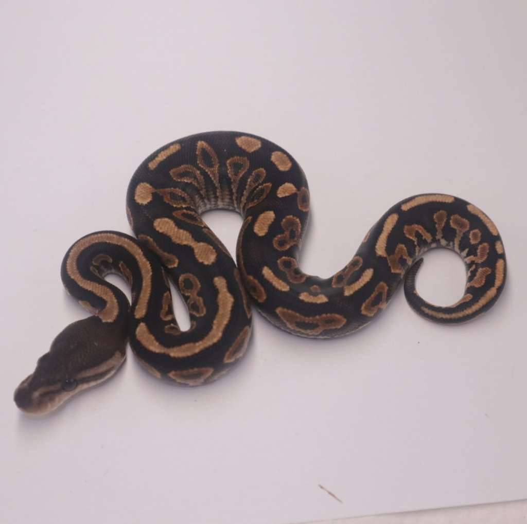cinnamon-redstripe-yellowbelly-het-clown-MQVODUZ8O5