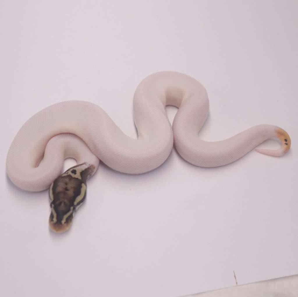 pastel-leopard-pied-het-axanthic-30H6TTZBU3