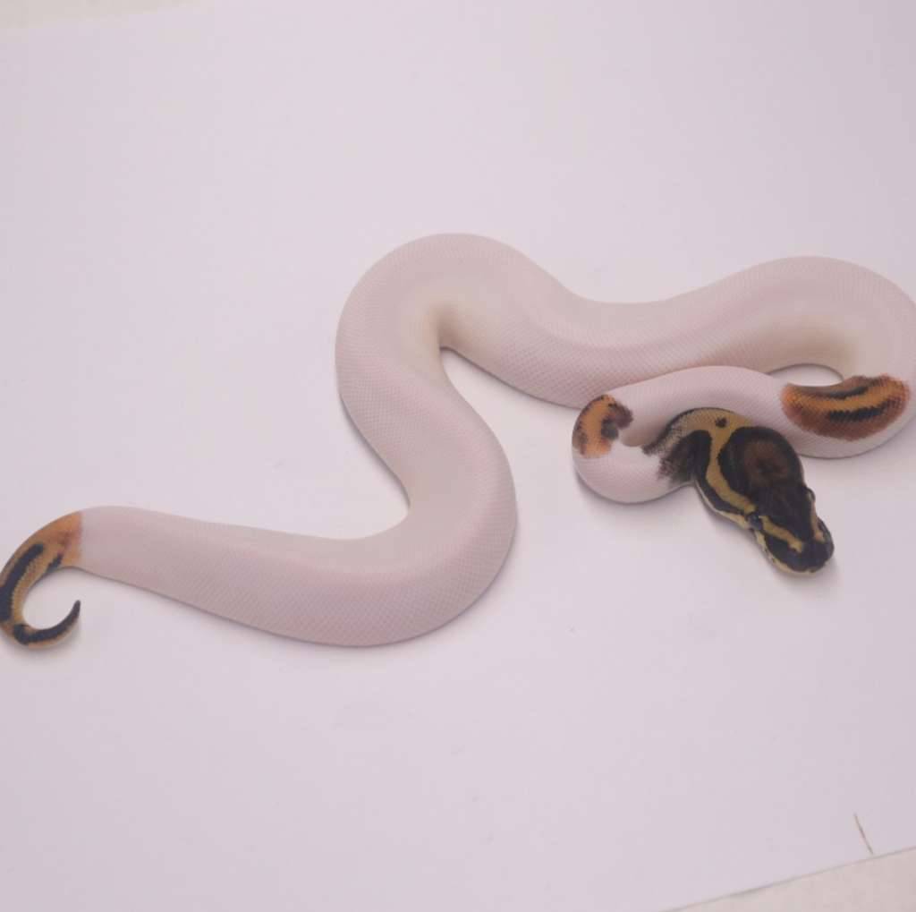 leopard-pied-het-axanthic-3SD4C8TKY9