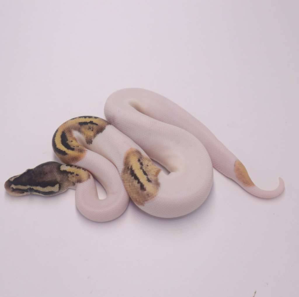 pastel-pied-het-axanthic-2NPT3R17KF
