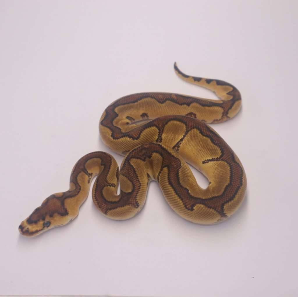 enchi-redstripe-yellowbelly-clown-T2EQJJMJMT