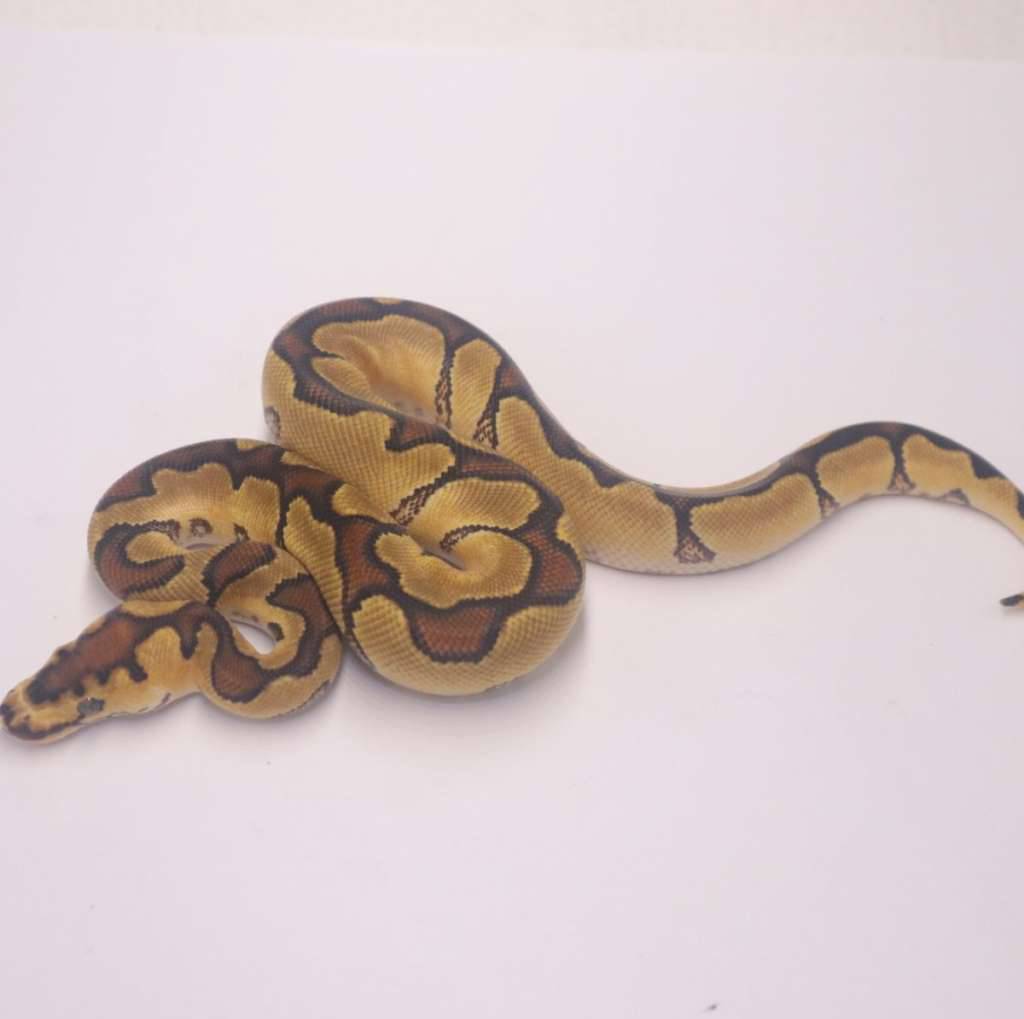 enchi-redstripe-yellowbelly-clown-Y5RDKS71FI