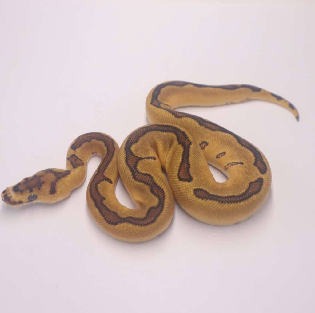 enchi-redstripe-clown-8DTAVN05B6