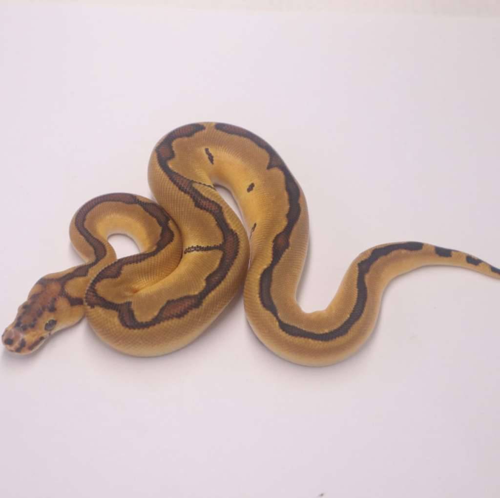 enchi-redstripe-clown-94TOWUN5OL
