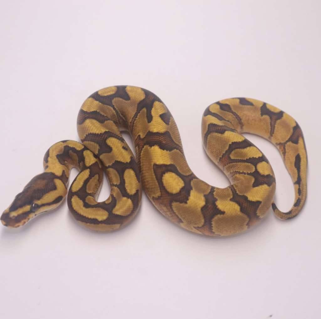 enchi-redstripe-yellowbelly-het-clown-EUPZEA7IXI